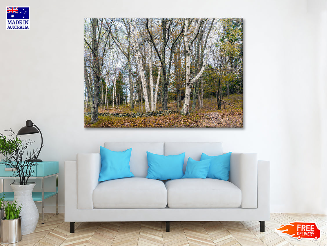 A Forest of Deciduous Trees in autumn Print 100% Australian Made