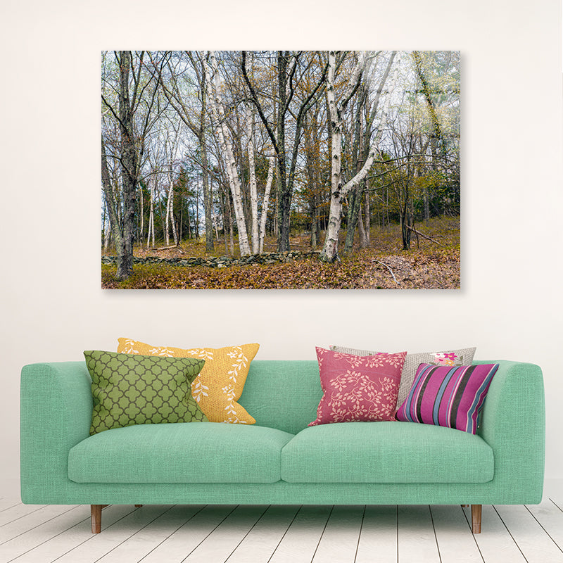 A Forest of Deciduous Trees in autumn Acrylic Glass Print Tempered Glass Wall Art 100% Made in Australia Ready to Hang