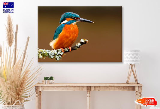 Brightly Colored Kingfisher on A Lichen Cover Branch Isolated on A Natural Brown Background  Wall Art Decor 100% Australian Made