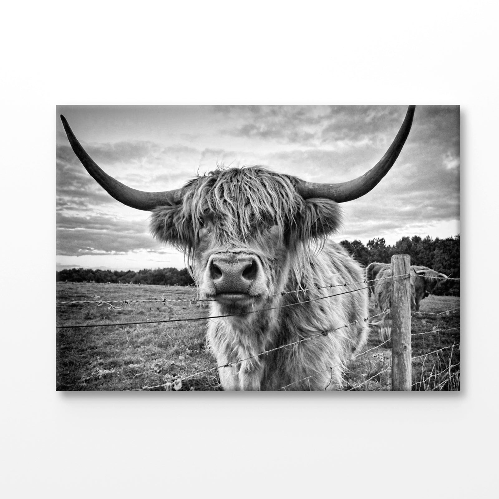 Bella Home Highland Cow B&W Photograph Print Canvas Ready to hang