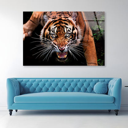 Wild Tiger Face Closeup  Acrylic Glass Print Tempered Glass Wall Art 100% Made in Australia Ready to Hang - Bella Home Decor