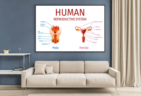 Male & Female Genitals, Labelled Components Home Decor Premium Quality Poster Print Choose Your Sizes