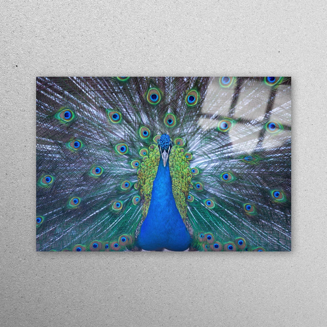 Peacock Peafowl Wall Art Acrylic Glass Print Tempered Glass Wall Art 100% Made in Australia Ready to Hang