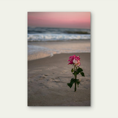 Pink And White Rose In The Sand At The Beach 40x60cm Metal Print Ready to Hang