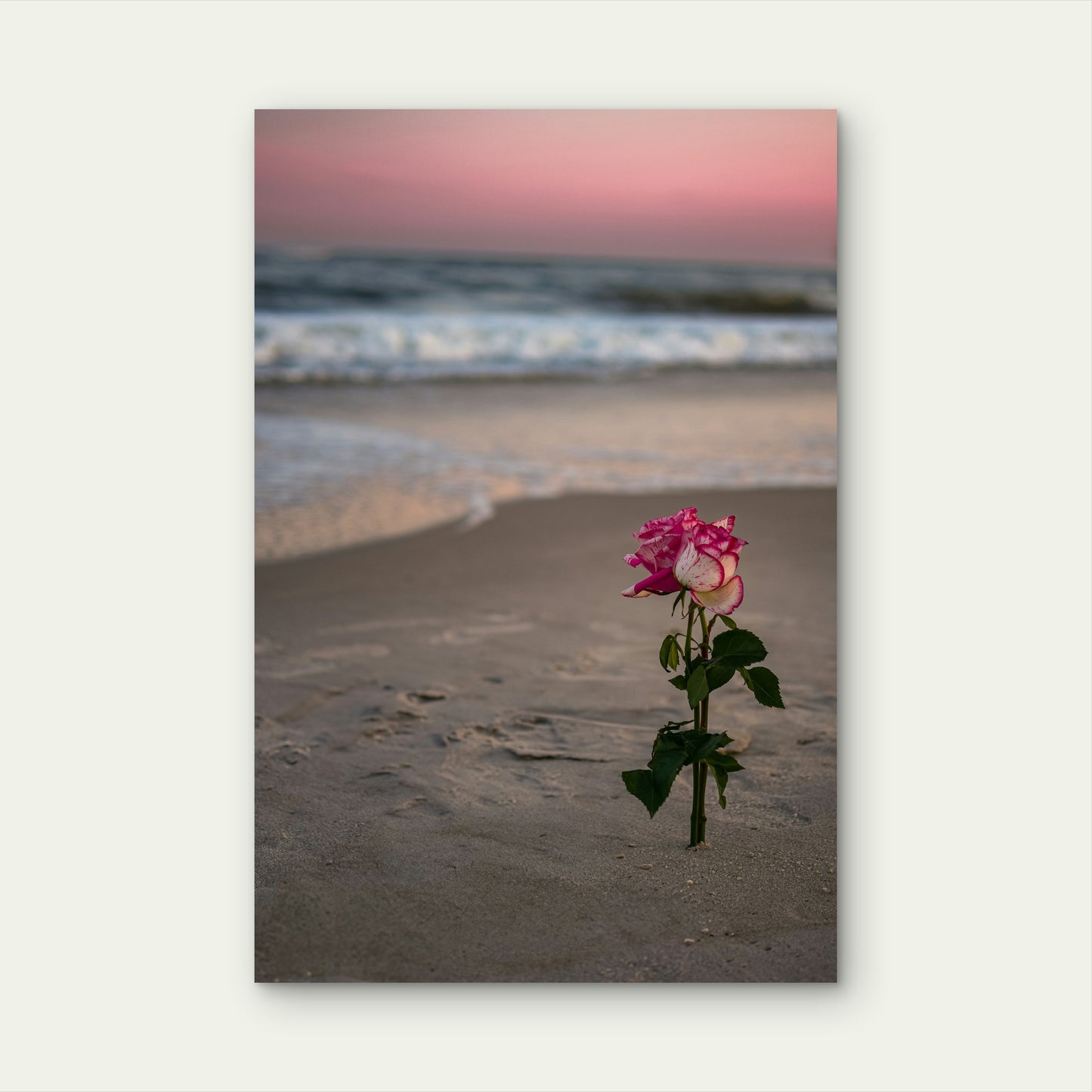 Pink And White Rose In The Sand At The Beach 60x90cm Metal Print Ready to Hang