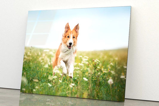 Red Border Collie Dog Running in A Meadow Acrylic Glass Print Tempered Glass Wall Art 100% Made in Australia Ready to Hang