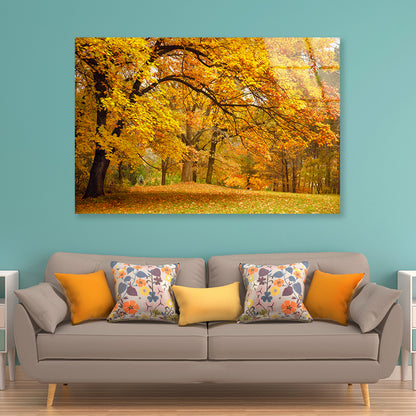 Gold Trees in a Park in autumn Acrylic Glass Print Tempered Glass Wall Art 100% Made in Australia Ready to Hang