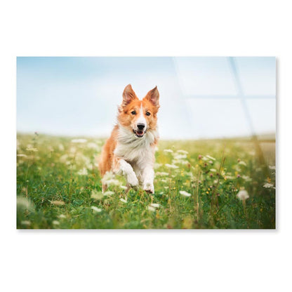 Red Border Collie Dog Running in A Meadow Acrylic Glass Print Tempered Glass Wall Art 100% Made in Australia Ready to Hang