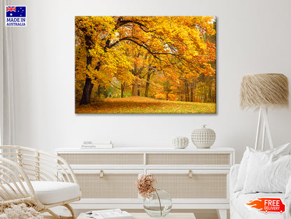 Gold Trees in a Park in autumn Print 100% Australian Made
