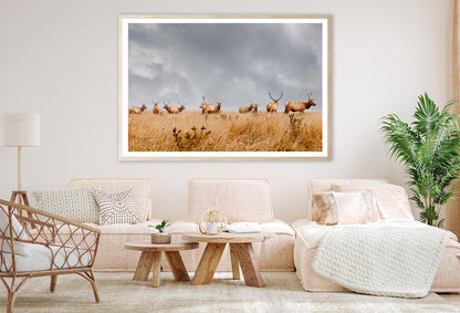 Herd of Wild Bull Elk with Antlers in California Home Decor Premium Quality Poster Print Choose Your Sizes