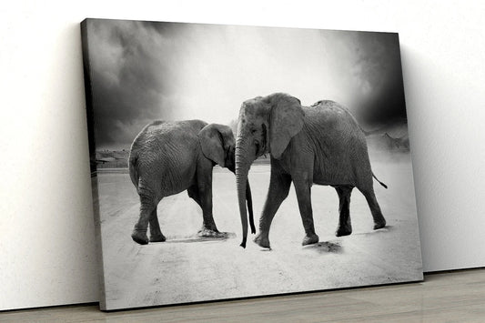 Two large Elephants Black and White UV Direct Aluminum Print Australian Made Quality