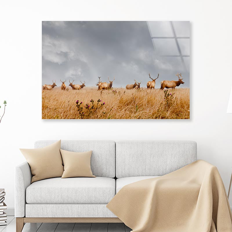 Herd of Wild Bull Elk with Antlers in California Acrylic Glass Print Tempered Glass Wall Art 100% Made in Australia Ready to Hang