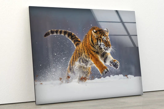 Tiger Running on Snow UV Direct Aluminum Print Australian Made Quality