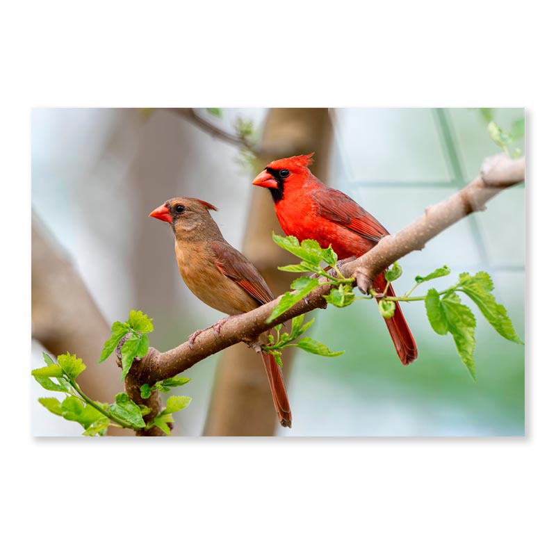 Northern Cardinal Pair in Spring  Acrylic Glass Print Tempered Glass Wall Art 100% Made in Australia Ready to Hang - Bella Home Decor