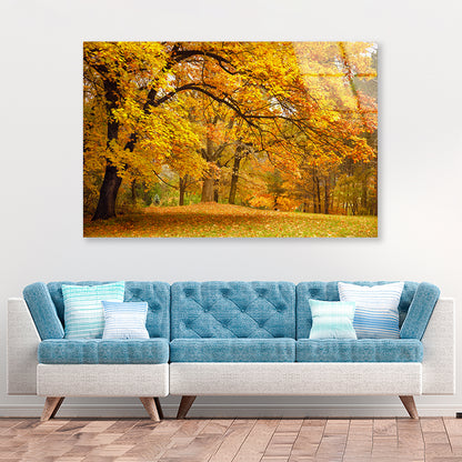 Gold Trees in a Park in autumn Acrylic Glass Print Tempered Glass Wall Art 100% Made in Australia Ready to Hang