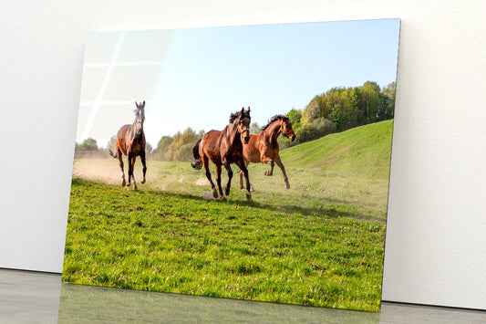 Three Horses at Full Gallop View Acrylic Glass Print Tempered Glass Wall Art 100% Made in Australia Ready to Hang
