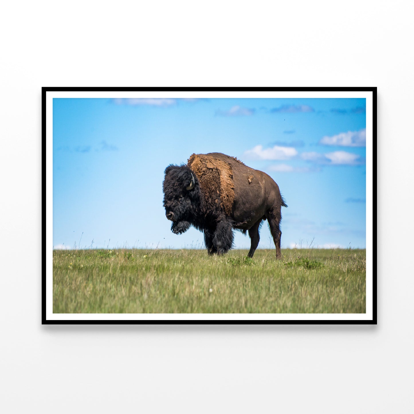 Bison in Grasslands National Park Home Decor Premium Quality Poster Print Choose Your Sizes