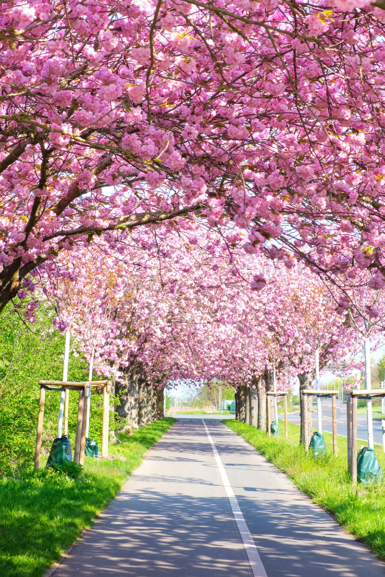 Blooming Pink Cherry Trees Spring Print 100% Australian Made