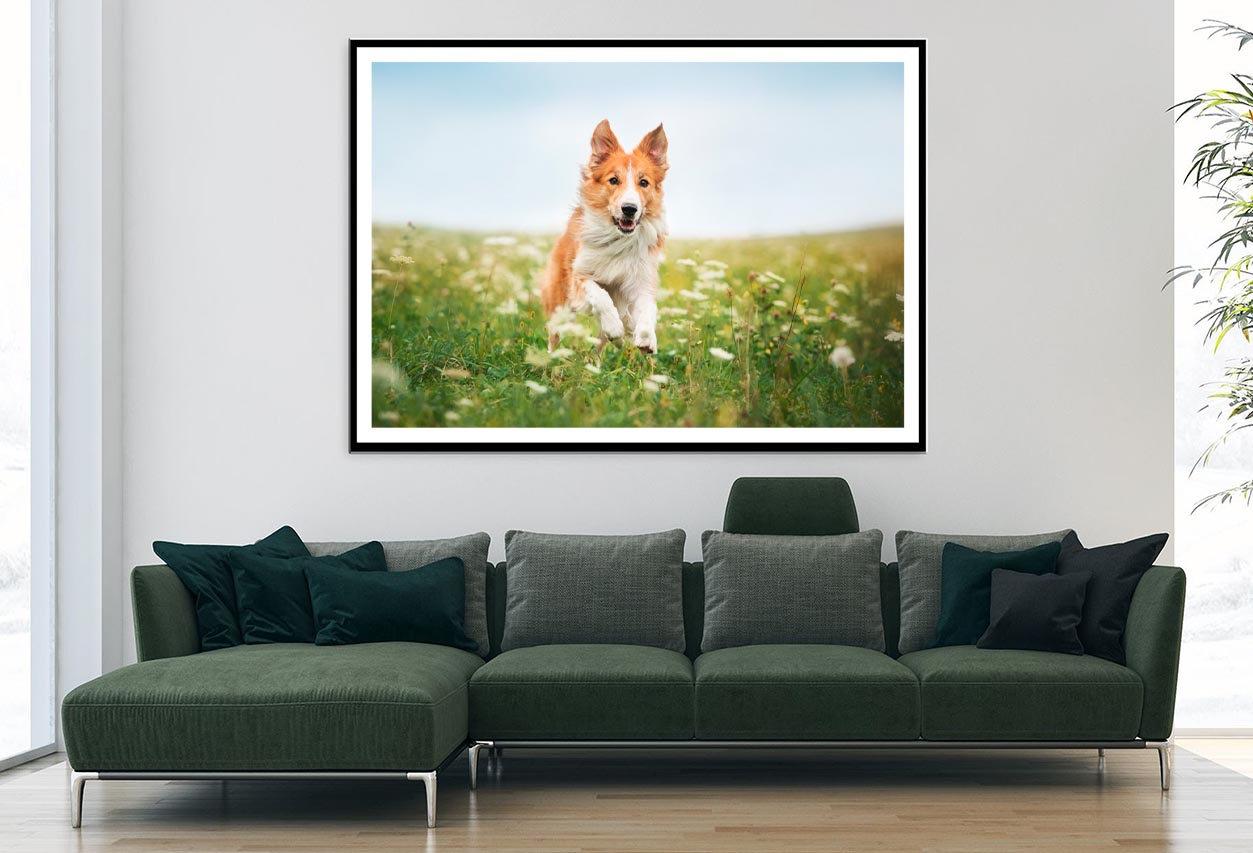 Red Border Collie Dog Running in A Meadow Home Decor Premium Quality Poster Print Choose Your Sizes - Bella Home Decor