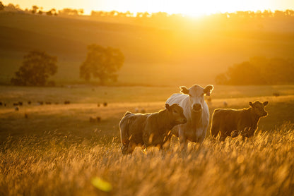 A Cow and Her Calves Standing in the Sun-Drenched Fields of the Australian Outback Wall Art Decor 100% Australian Made