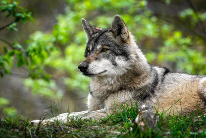 North American Grey Wolf Canis Lupus Wall Art Decor 100% Australian Made