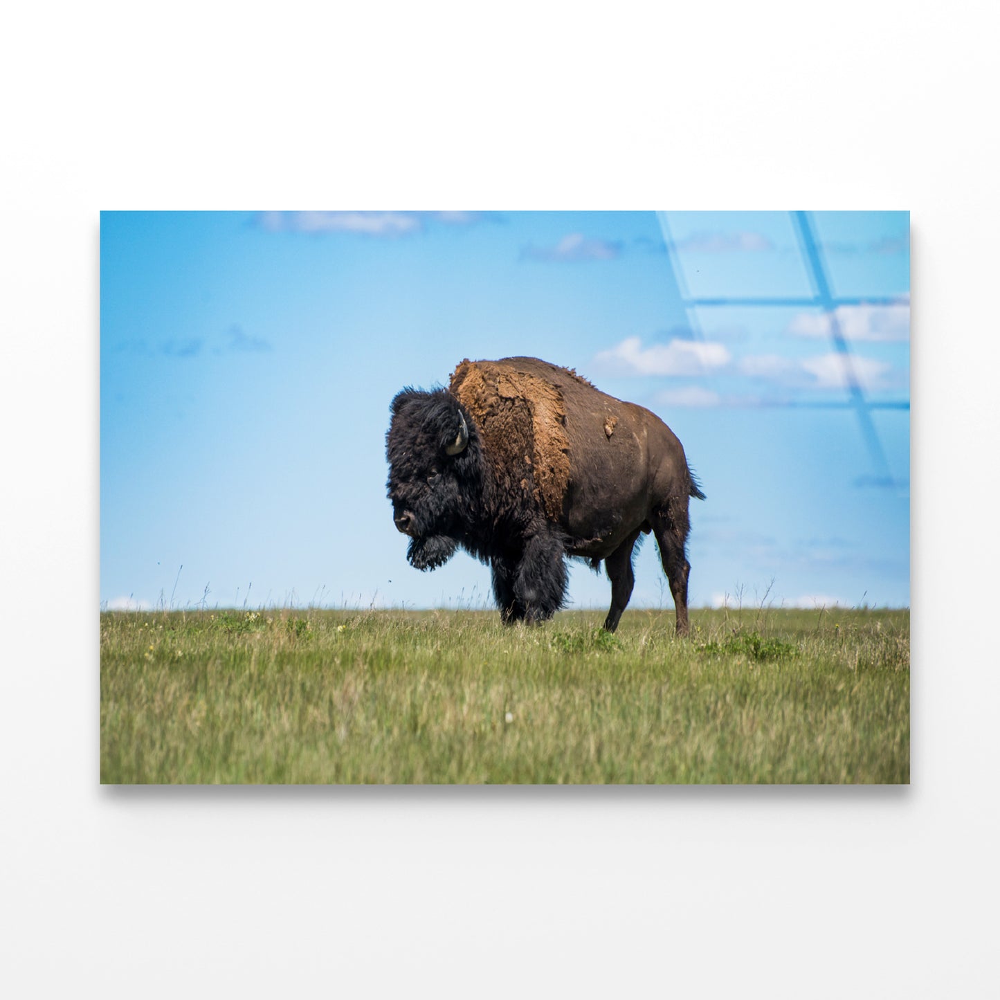 Bison in Grasslands National Park Acrylic Glass Print Tempered Glass Wall Art 100% Made in Australia Ready to Hang