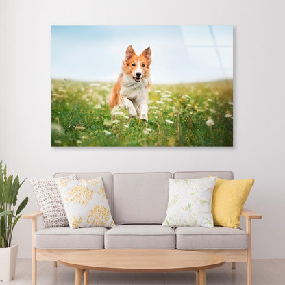 Red Border Collie Dog Running in A Meadow Acrylic Glass Print Tempered Glass Wall Art 100% Made in Australia Ready to Hang