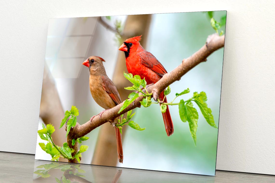 Northern Cardinal Pair in Spring  Acrylic Glass Print Tempered Glass Wall Art 100% Made in Australia Ready to Hang - Bella Home Decor