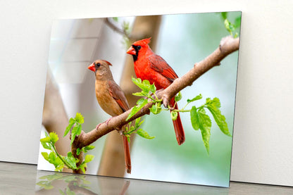 Northern Cardinal Pair in Spring  Acrylic Glass Print Tempered Glass Wall Art 100% Made in Australia Ready to Hang - Bella Home Decor