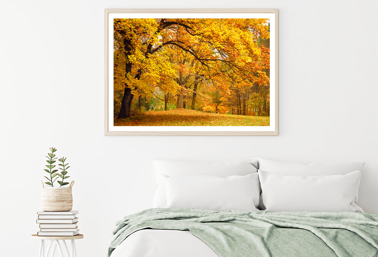 Gold Trees in a Park in autumn Home Decor Premium Quality Poster Print Choose Your Sizes