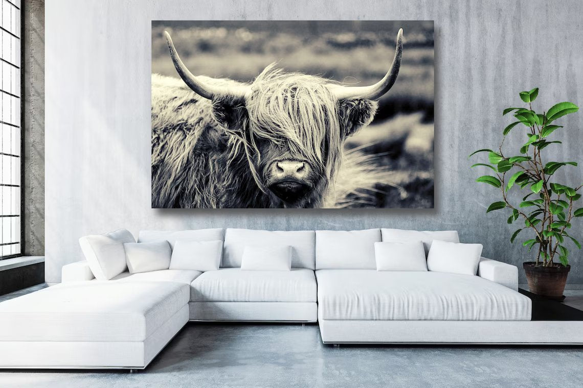 Highland Cow Acrylic Glass Print Tempered Glass Wall Art 100% Made in Australia Ready to Hang