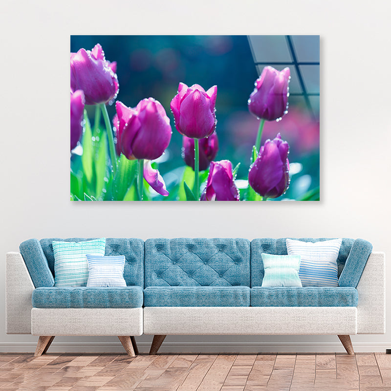 A Group of Lady Tulip Flowers Blooming Acrylic Glass Print Tempered Glass Wall Art 100% Made in Australia Ready to Hang