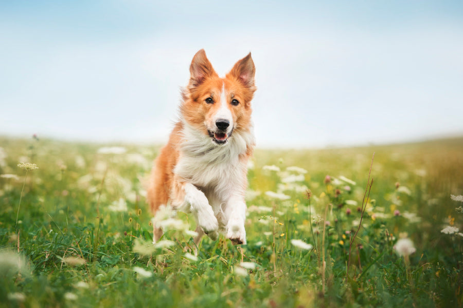 Red Border Collie Dog Running in A Meadow Acrylic Glass Print Tempered Glass Wall Art 100% Made in Australia Ready to Hang