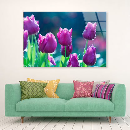 A Group of Lady Tulip Flowers Blooming Acrylic Glass Print Tempered Glass Wall Art 100% Made in Australia Ready to Hang