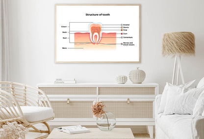 Structure Tooth Infographics Home Decor Premium Quality Poster Print Choose Your Sizes