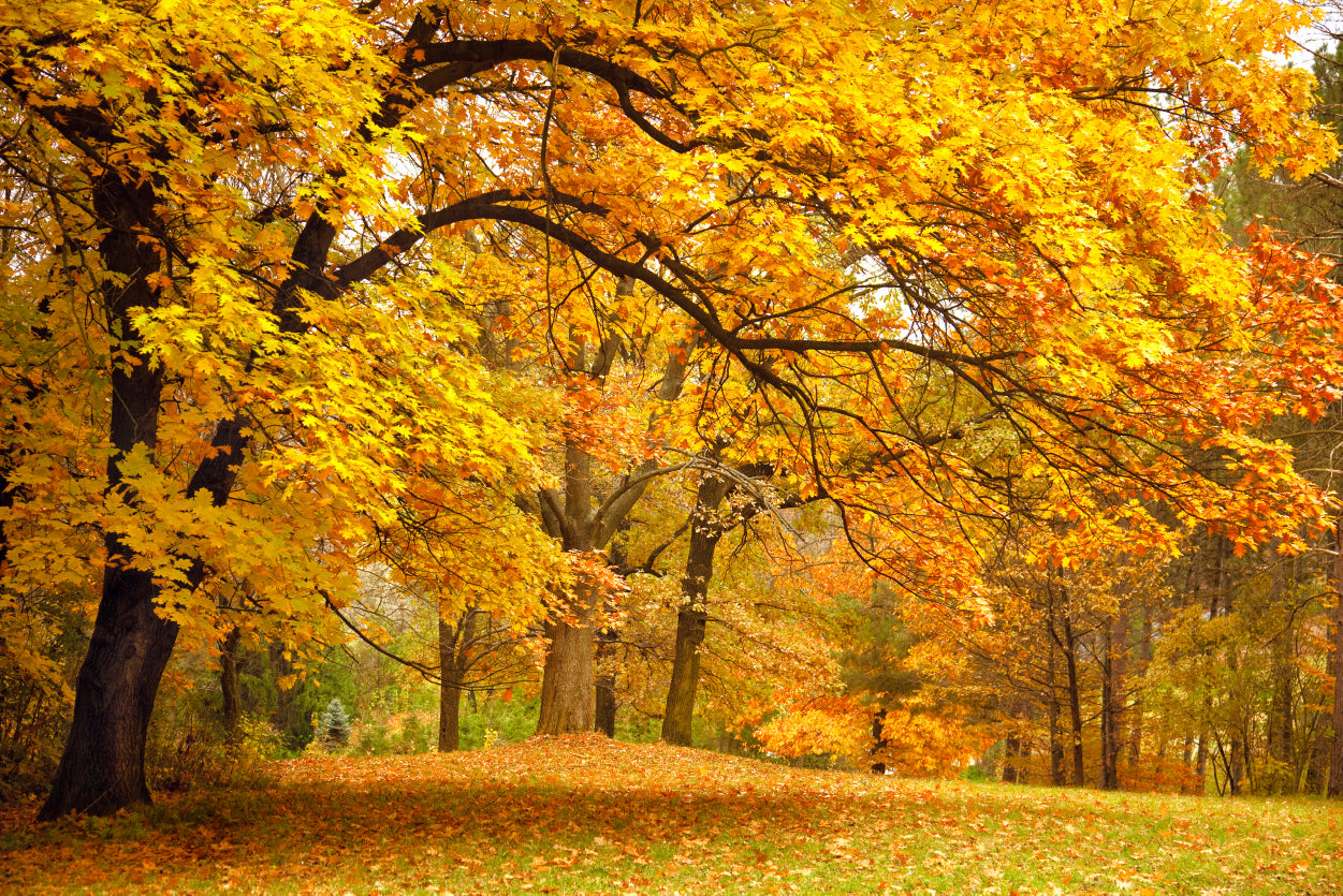 Gold Trees in a Park in autumn Home Decor Premium Quality Poster Print Choose Your Sizes