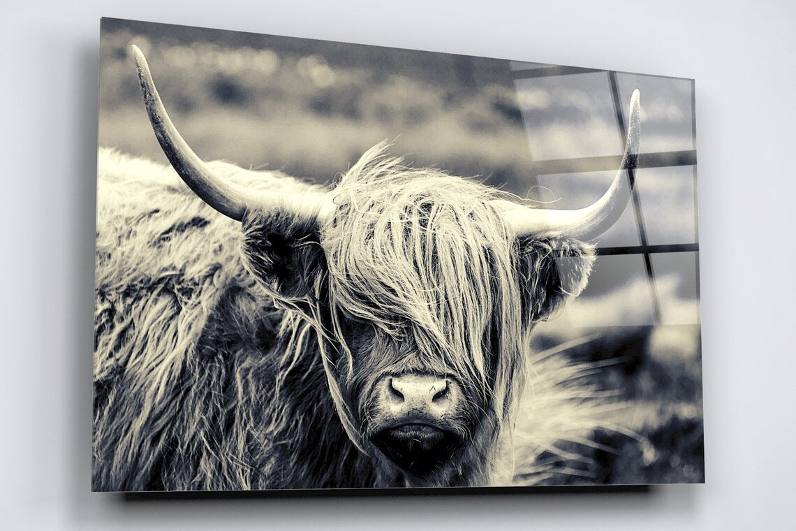 Highland Cow Acrylic Glass Print Tempered Glass Wall Art 100% Made in Australia Ready to Hang