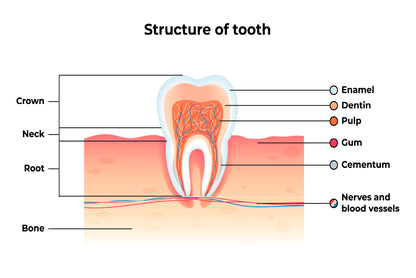 Structure Tooth Infographics Home Decor Premium Quality Poster Print Choose Your Sizes