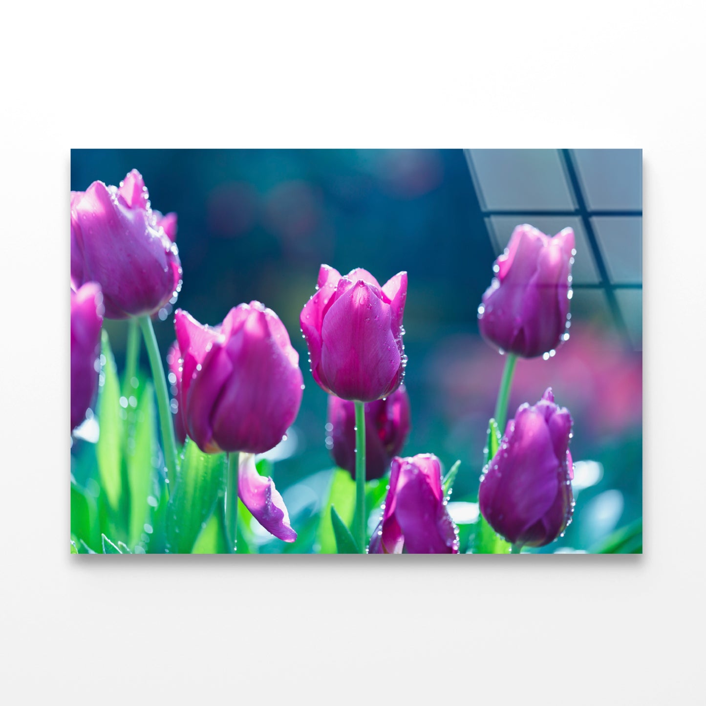 A Group of Lady Tulip Flowers Blooming Acrylic Glass Print Tempered Glass Wall Art 100% Made in Australia Ready to Hang