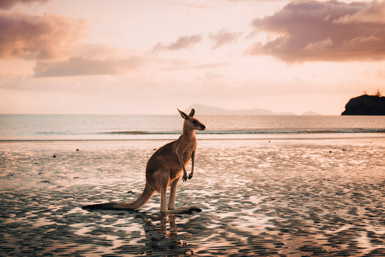 Wild Kangaroo Beach Sunrise Photography Wall Art Decor 100% Australian Made