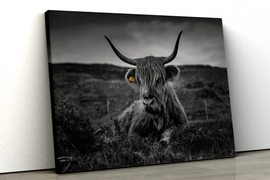 Highland Cow Black and White UV Direct Aluminum Print Australian Made Quality