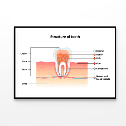 Structure Tooth Infographics Home Decor Premium Quality Poster Print Choose Your Sizes