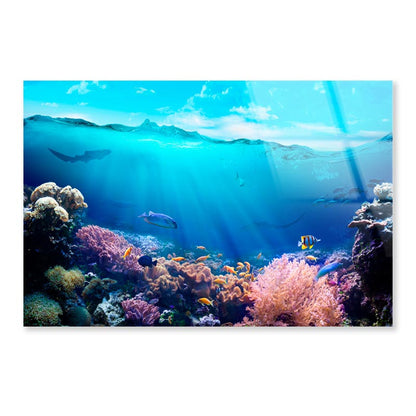 Underwater View of The Coral Reef Acrylic Glass Print Tempered Glass Wall Art 100% Made in Australia Ready to Hang