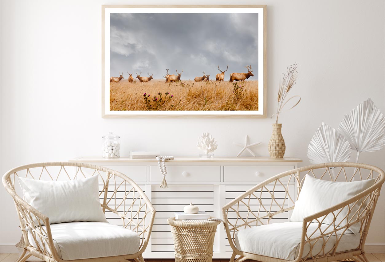 Herd of Wild Bull Elk with Antlers in California Home Decor Premium Quality Poster Print Choose Your Sizes