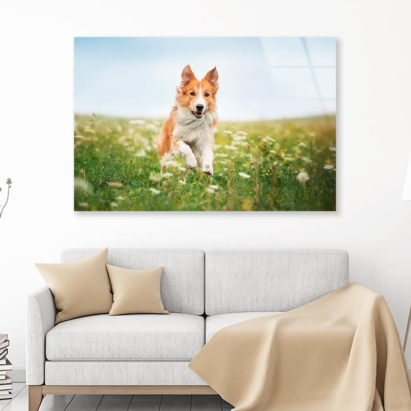 Red Border Collie Dog Running in A Meadow Acrylic Glass Print Tempered Glass Wall Art 100% Made in Australia Ready to Hang