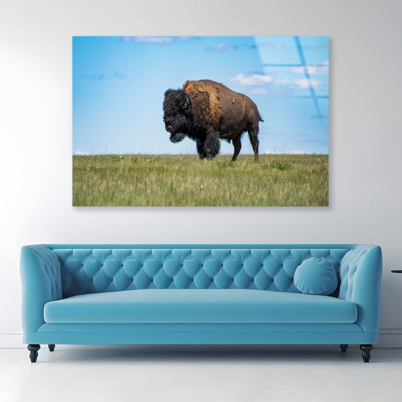 Bison in Grasslands National Park Acrylic Glass Print Tempered Glass Wall Art 100% Made in Australia Ready to Hang