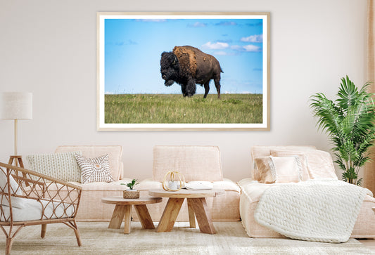 Bison in Grasslands National Park Home Decor Premium Quality Poster Print Choose Your Sizes