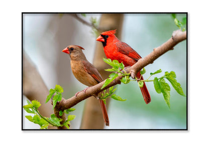 Northern Cardinal Pair in Spring Home Decor Premium Quality Poster Print Choose Your Sizes