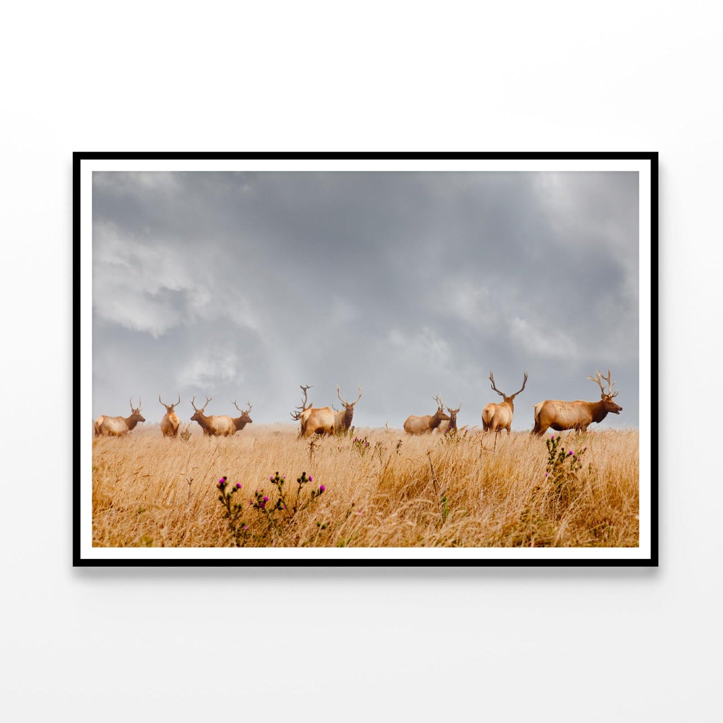 Herd of Wild Bull Elk with Antlers in California Home Decor Premium Quality Poster Print Choose Your Sizes