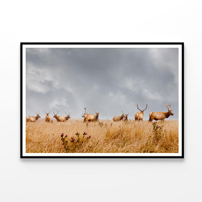 Herd of Wild Bull Elk with Antlers in California Home Decor Premium Quality Poster Print Choose Your Sizes